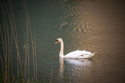 Swan floating in a lake