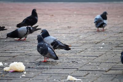 Pigeon on a footpath
