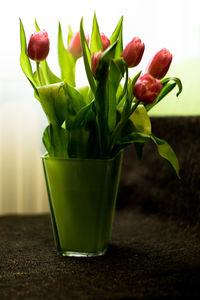 Close-up of potted plant on table