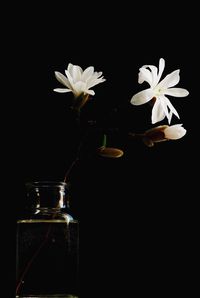 Close-up of orchid against black background