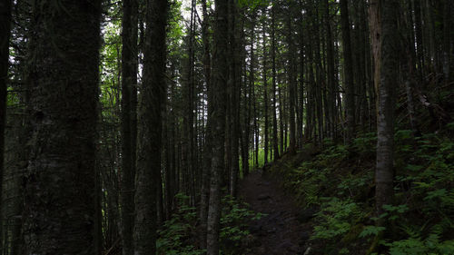 Trees in forest