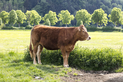 Cow standing in a field