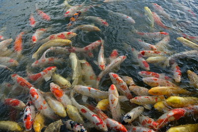 Fish swimming in lake