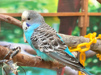 Close-up of parrot perching on tree