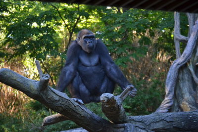 Gorilla sitting in forest