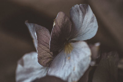 Close-up of wilted flower