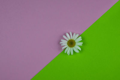 Directly above shot of white daisy flowers against blue background