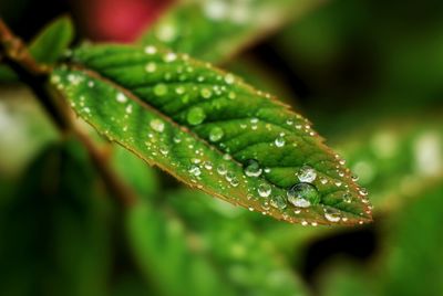 Close-up of water drops on leaf