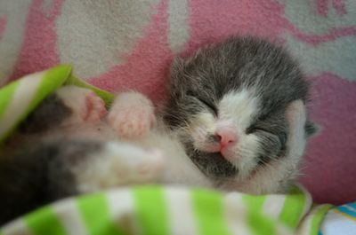 Close-up of cat sleeping