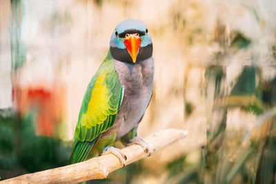 Close-up of bird perching on branch