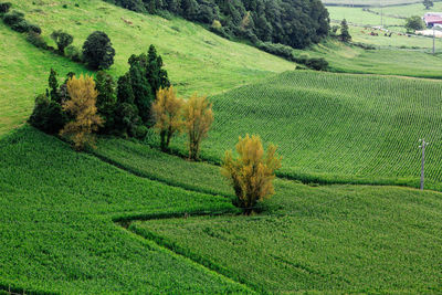 Scenic view of agricultural field