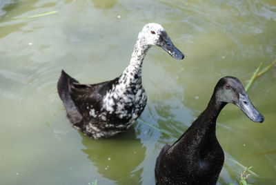 High angle view of ducks swimming in lake