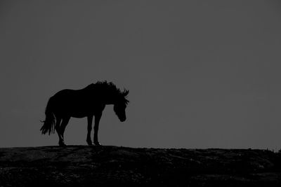 Side view of horse standing on landscape against clear sky