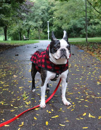 Dog standing on road