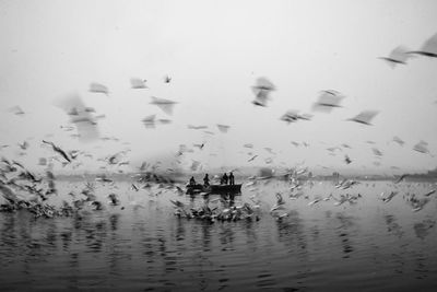 Birds in lake