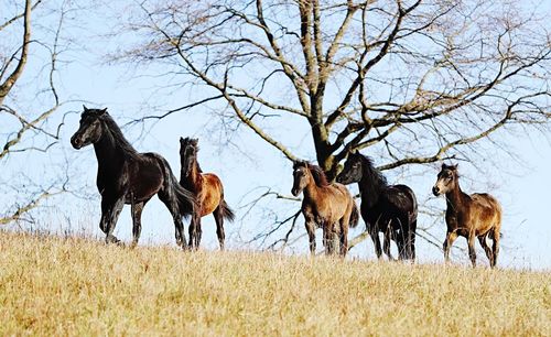 Horses on a field