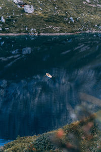 High angle view of bird in lake