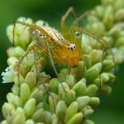 Close-up of insect on flower