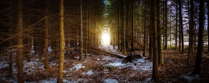 Trees in forest during winter