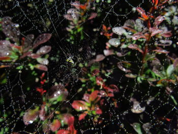 Close-up of spider on web