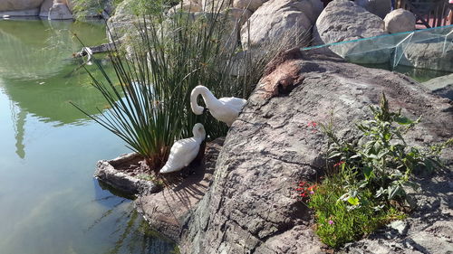 Bird perching on rock by lake