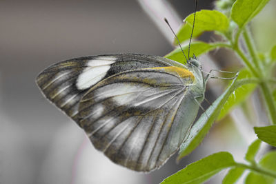 Close-up of butterfly on plant