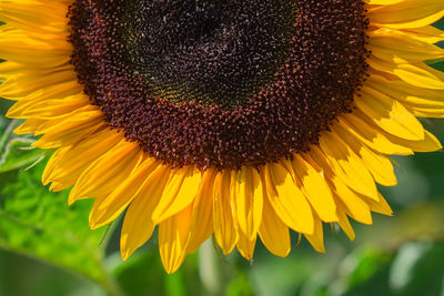 Macro shot of sunflower