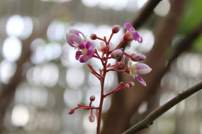 Close-up of pink flowering plant