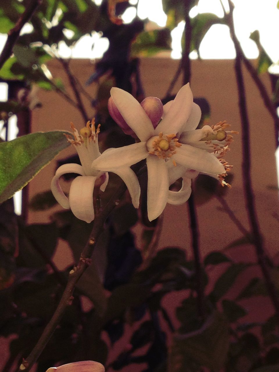 flower, freshness, petal, fragility, growth, flower head, focus on foreground, close-up, beauty in nature, nature, plant, blooming, in bloom, stem, blossom, branch, botany, white color, day, outdoors