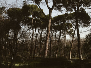 Low angle view of trees against sky