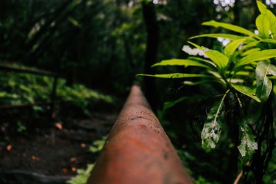 Close-up of human feet