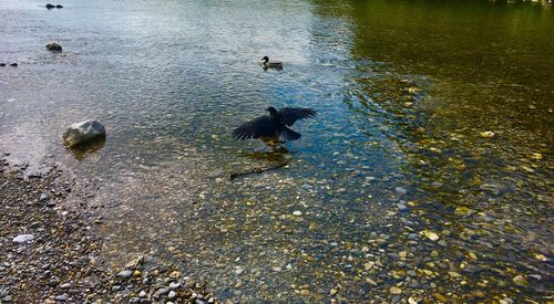 High angle view of ducks swimming in lake