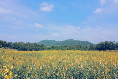 Scenic view of field against sky