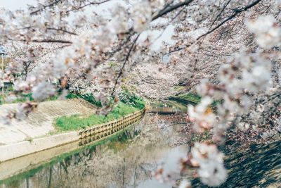 Cherry blossoms in spring