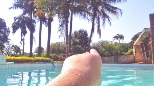 Reflection of palm trees in swimming pool