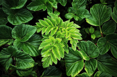 Full frame shot of leaves