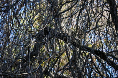 Low angle view of bare trees against sky