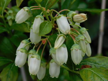 Close-up of white flowering plant