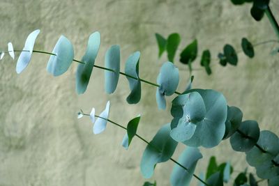 Close-up of plant against blurred background