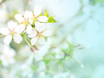 Close-up of cherry blossoms