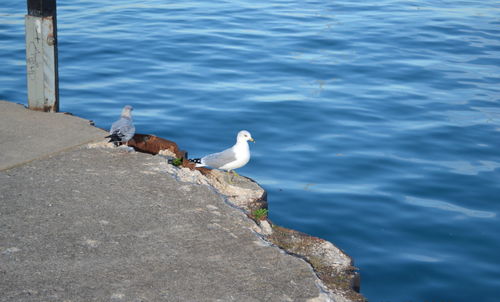 Birds perching on shore