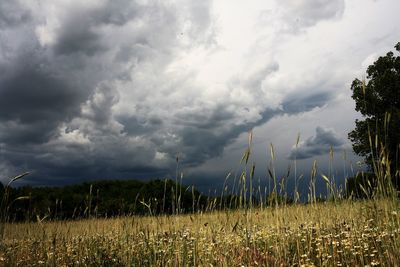 Scenic view of field against sky