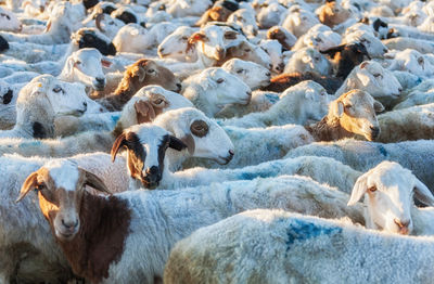 Flock of sheep in a farm