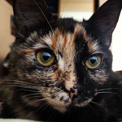 Close-up portrait of cat