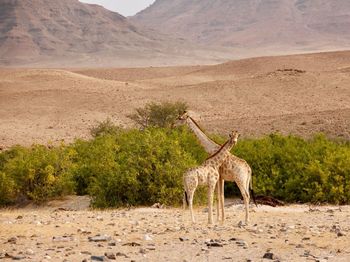 Horse standing in a desert