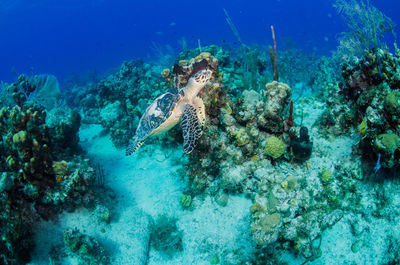 Hawksbill turtle in coral