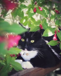 Close-up portrait of a cat