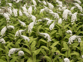 Close-up of white flowering plants