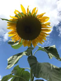 Low angle view of sunflower blooming against sky