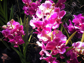 Close-up of pink flowers blooming outdoors